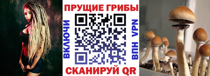 гидра ONION  где продают наркотики  Суджа  Галлюциногенные грибы мицелий 